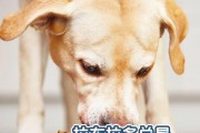 以拉不拉多喂什么食物？（为你的拉布拉多犬选择合适的饮食！）