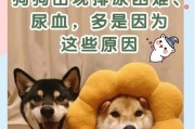 公金毛尿血应该吃什么才好？（为您的金毛宝贝选择正确的饮食！）