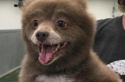 揭开狗狗嗓子里总卡的原因之谜（探索狗狗感觉嗓子不适的根本原因）