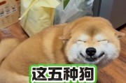 被嫌弃的狗种（探寻为何这几种狗总是备受嫌弃）