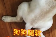 如何正确给贵宾犬补钙（宠物健康从补钙开始）