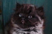 神秘的黑猫世界（探索黑猫的传奇魅力）