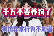 安全可靠的家养狗狗（让你放心无忧的狗狗伴侣，它们从不咬人）
