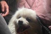 以狗为主题的有意义探索（了解狗的智慧和情感，感受它们带来的正面影响）