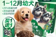 泰迪小奶狗饮食指南（25天大的泰迪小奶狗的饮食和钙片摄入）