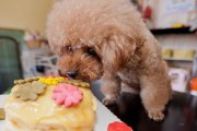 狗狗可以吃蛋糕吗？（探讨狗狗食用蛋糕的安全性和注意事项）