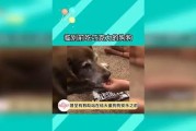 为什么小狗崽不能吃巧克力？（危害巧克力对小狗崽的健康影响）