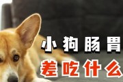 小狗的饮食指南（了解小狗的健康需求，让它们吃得健康快乐）