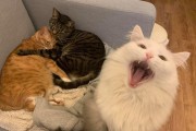 猫咪的世界（探索猫咪的生活乐趣，解密它们的秘密语言）