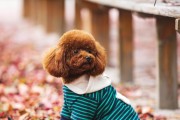 泰迪狗可以吃哪些水果？（了解适合泰迪狗食用的水果种类及注意事项）