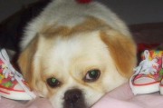 如何让京巴犬喜欢吃狗粮（以宠物为主，让你的京巴犬健康成长）