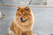 为什么狼青犬身上很臭？（狼青犬臭味的成因和处理方法）