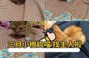 母猫怀孕期间最适合喝什么奶？（探索怀孕猫咪所需营养的关键）