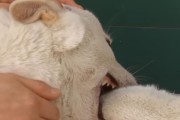 狗狗为什么会自残？（探索狗狗自残的原因与应对方法）