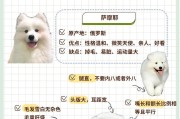 以萨摩脱毛（探索萨摩脱毛，告别烦恼的毛发困扰）