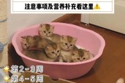 猫咪怀孕期间的饮食指南（为您的猫咪提供健康的怀孕饮食）