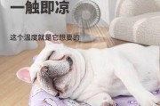 狗狗夏季必备垫子推荐（为你的爱犬选择舒适的夏季垫子）