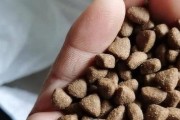 大拉布拉多的营养需求和适宜狗粮选择（了解大拉布拉多的饮食需求和选择适合的狗粮，让它健康成长）