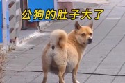 狗狗的寿命与怀孕周期有关吗？（探究狗狗寿命与怀孕周期的关系及影响因素）