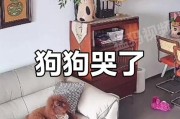 为什么小狗在半夜哭？（探究小狗半夜哭声背后的原因）