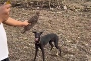 格力犬的开口时间究竟有多晚？（解密格力犬的开口年龄以及影响因素）