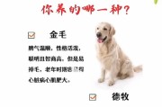 成年狗常见疾病及预防措施（了解成年狗的常见疾病，为它们健康护航）