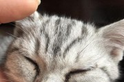 猫咪眼屎多是正常的吗？（了解猫咪眼神正常颜色及眼屎问题）