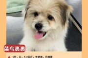 领养宠物，尽享爱与快乐（探索领养动物的网站，让爱无处不在）