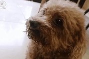 以泰迪哭是什么样子（探寻泰迪哭泣的神秘面纱）