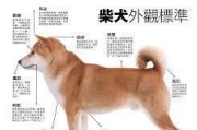 秋田犬的冷知识（秋田和柴犬的区别与联系，以及秋田犬的特点和历史）