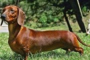 狗狗脖子长骨刺的症状及治疗方法（探索狗狗脖子长骨刺的症状及有效治疗方法）