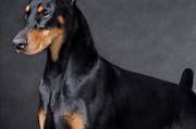 如何选择纯种的杜宾犬？（掌握这5种方法，避免购买假冒伪劣的杜宾犬）