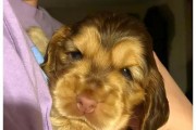 贵宾犬的眼睛何时睁开？（探究贵宾犬幼犬眼睛睁开的时间）