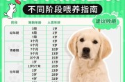 狗狗临产前的反应（探究狗狗临产前不同阶段的行为和身体变化，为宠物主人提供帮助）