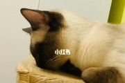 小猫不会死，让我们爱护宠物（以小猫不会撑死为例，探讨宠物养护常识）