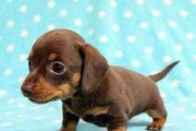 小腊肠犬幼犬断奶全攻略（给宝贝幼犬断奶的正确方法与注意事项，让腊肠犬健康成长）