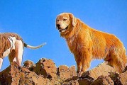 狗可以记住主人多久？（以狗的记忆力为基础，探讨它们对主人的记忆能力和时间限制）