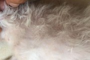 犬瘟后期精神症状（揭秘犬瘟后期的神秘症状与行为变化）