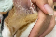 猫咪得了耳螨怎么办？手把手教你守护猫咪的耳朵健康