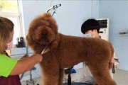 以贵宾犬喂养的注意事项（让你的贵宾犬健康成长）