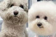 狗狗美容（探索狗狗美容的秘密和坚持的关键）