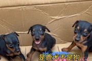 温顺不闹腾的理想宠物狗（探寻适合家庭的理想犬种及其特征）