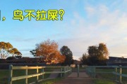 车上为什么经常会被鸟拉屎？（探索鸟类在车辆上拉屎的原因与解决方法）