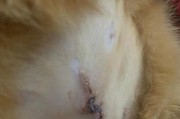 母猫绝育拆线后多久能开始舔毛？（探究母猫绝育手术后的恢复期及舔毛时间）