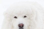 大白熊犬（大白熊犬好养吗？探究其适宜家庭的原因）