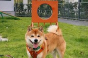 适合群居的大型犬品种选择（选择一只适合群居的大型犬，让你的家庭更和谐）
