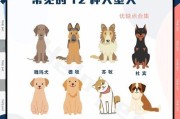 以德牧胎毛换完的时间及方法分析（探讨以德牧胎毛脱落周期及合理清洁方式）
