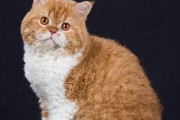 猫的多样品种（从家猫到纯种，了解猫的丰富多样性）