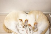 猫咪为何会给同类“舔屁股”？（探索猫咪间的亲密行为及其原因）
