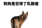 小狗乳房疾病全面解析（了解小狗乳房疾病，保护它们的健康）